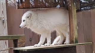 ross park zoo artic foxes playing  binghamton ny