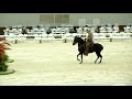 World Equestrian Center Ocala FL. Paso Fino.