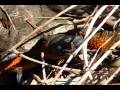 A Wood Turtle (Glyptemys insculpta) clambers through the undergrowth...