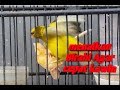 Cara Cepat Menaikkan Birahi Burung Kenari Agar Kawin Omkicau(.mp3 .mp4) Mp3 - Mp4 Download