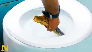 Horrified family finds 12ft long python in their toilet