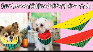 犬　バンダナ　おいしいすいかバンダナ〔G-132〕