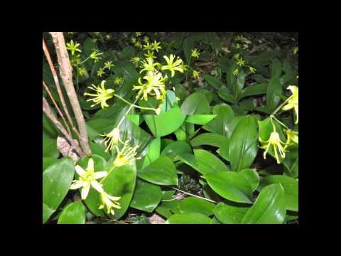 Video: Clintonia Udskaya