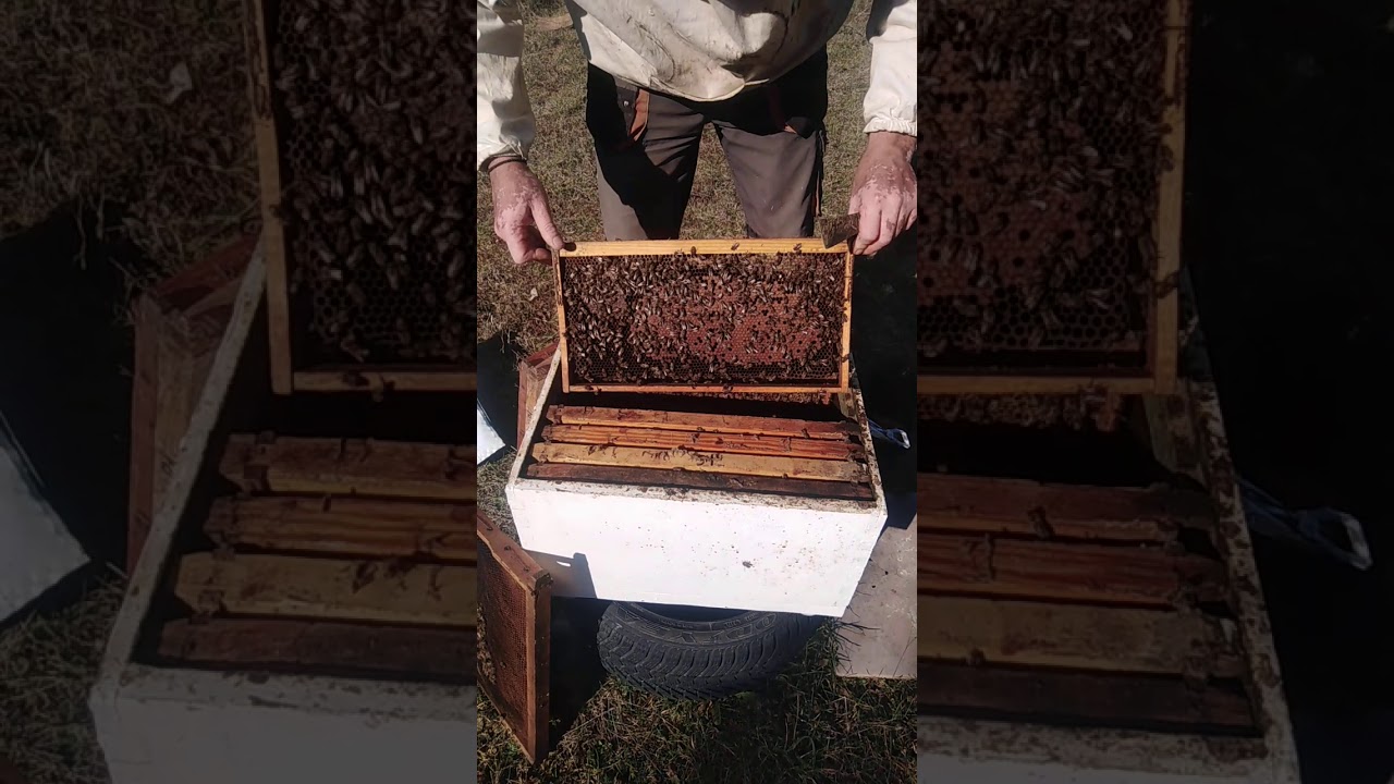 Η αμυγδαλιά μπλοκάρει τα Μελίσσια