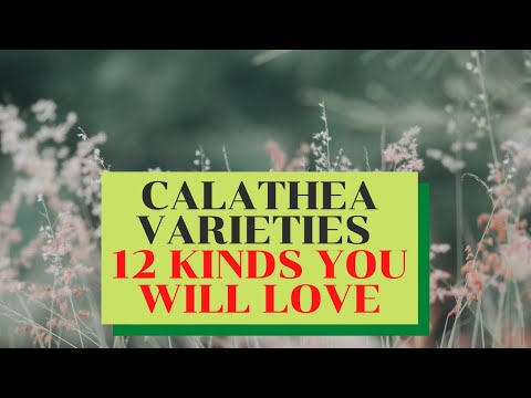 Video: Types Of Calathea (31 Photos): Names And Descriptions Of Varieties Of Rufibarba And Striped Calathea, Orbifolia, Makoy And Roseopicta
