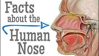 Facts about the Human Nose for Kids