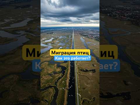 Удивительные факты о навигации птиц во время миграции #птицы #животные #хочуфакты #интересныефакты