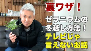 ゼラニウムの育て方「冬越し」 水やりは？置き場所は？ とっておきの裏ワザです！