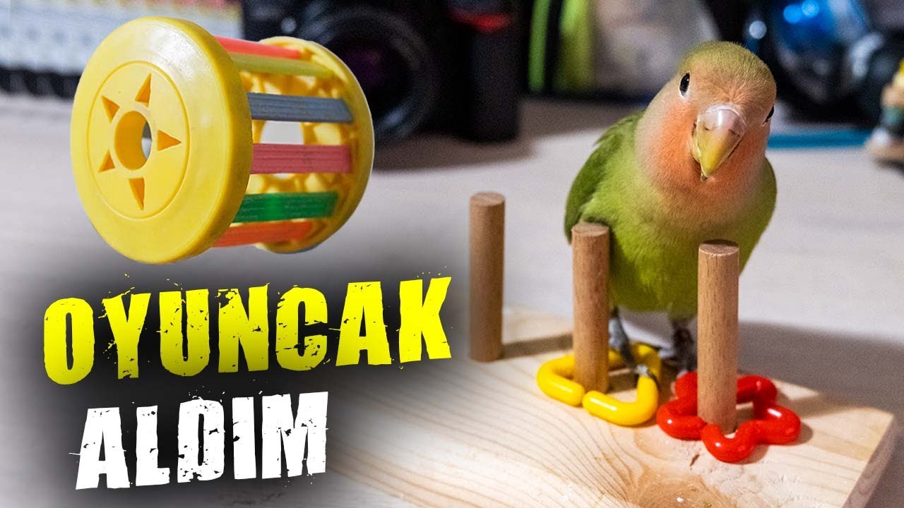 Karpuzun Yeni Oyuncakları - Kuşuma Oyuncak Aldım