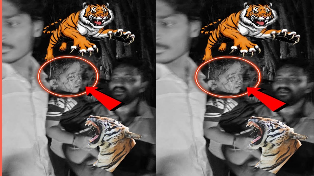 Leopard att*cks boy on Tirumala footpath! The injured boy was rushed to the hospital. the incident