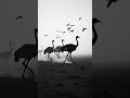 The Great Emu War of 1932: When Birds Outmaneuvered Australia's Military