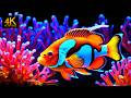The Best Relaxation Aquarium in 4K Featuring Magical Coral Reefs and Deep Sleep Relaxation