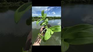 Orchid Fantasy: Blooms of Wonder #flowers #orchid #tulip #beautiful #nature #plants