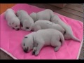 板津 昇龍 / Magic Hands 1 ぬいぐるみのように超可愛い子犬！