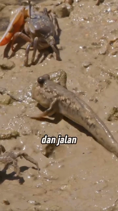 Ikan... tapi kok bisa jalan di darat?'