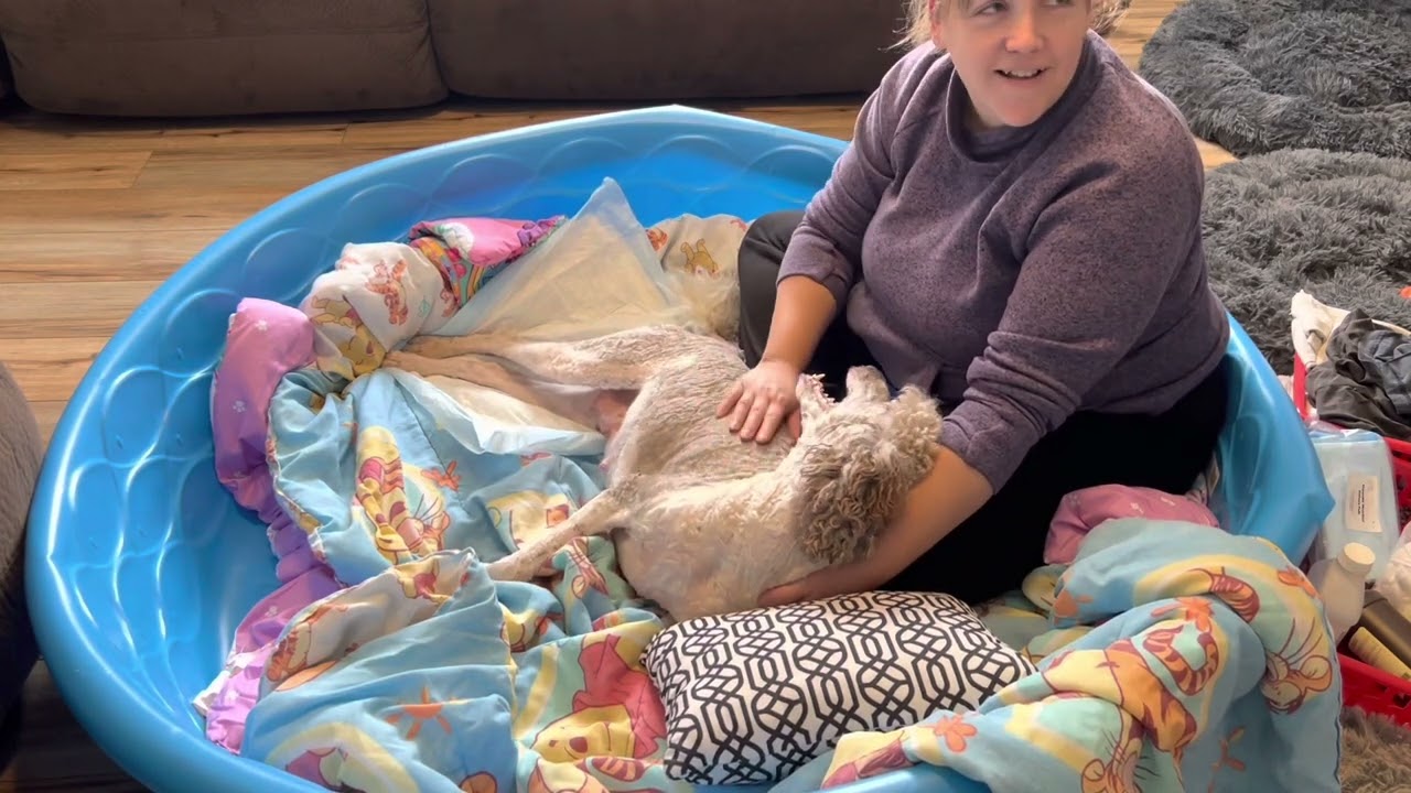 Poodle momma dog gives birth for the first time!