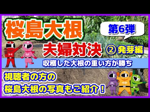 【いろいろ大変だ！】桜島大根夫婦対決2025-②発芽編／視聴者の方の桜島大根の写真もご紹介スタート！出来るだけ音声付きで見てね！