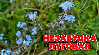 Чудо Травка От Бородавки Папиллом  Пролежней Неземной Красоты Незабудка@Naturemarusya