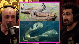 What's The BIGGEST Anaconda Ever? | Joe Rogan & Paul Rosolie