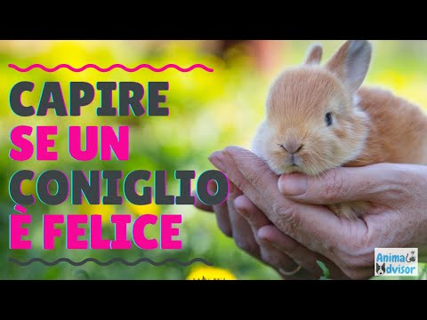 Video: Come Scegliere I Giocattoli Di Coniglio Sicuri?