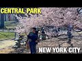 ⁴ᴷ New York City Spring Walk 2022 🌸 Central Park Cherry Blossoms 2022 (April 2, 2022)