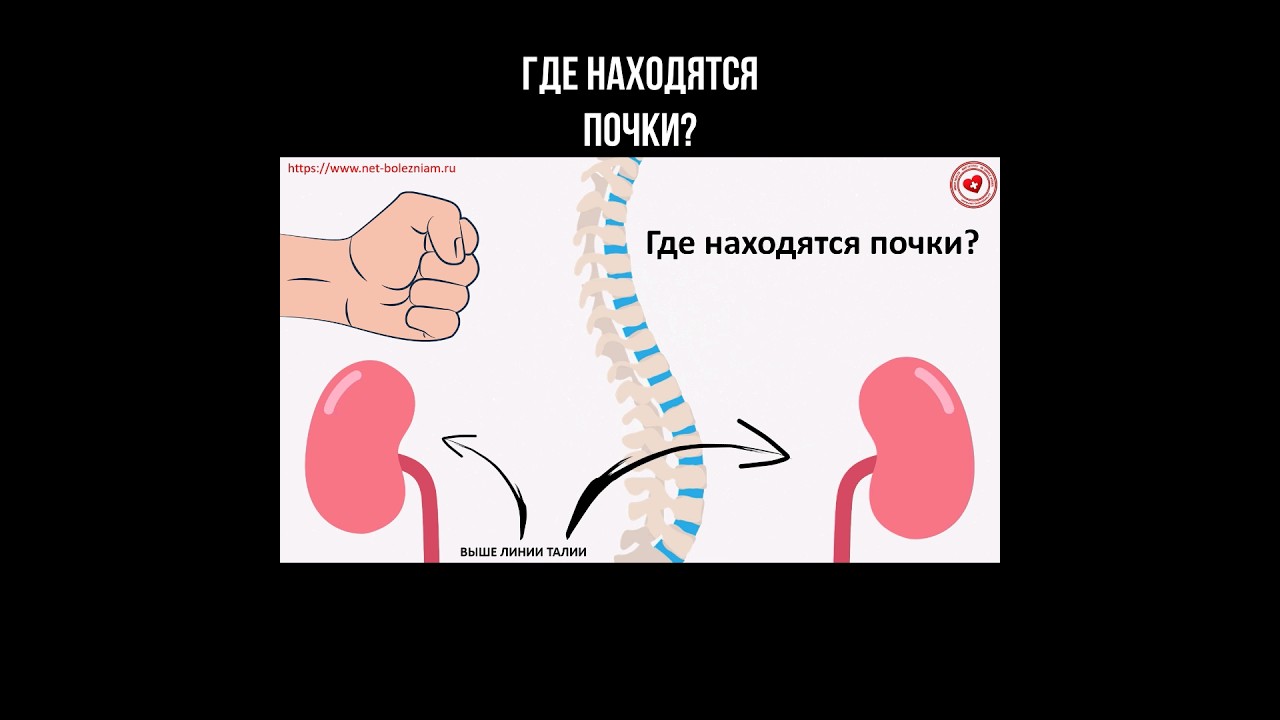 Где находятся почки? #мочевойпузырь #почки #болятпочки #почка