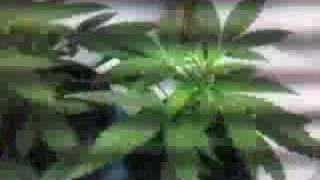 my new indoor growroom!! 250 watt sodium bulbs !! x2