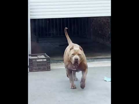 Video: Pit Bull Itlari Haqida Bilmoqchi Bo'lgan 8 Ta Hayvonlar