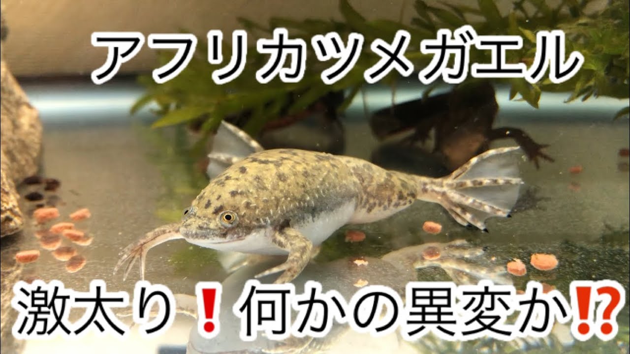 アフリカツメガエルが激太り 何かの異変か カエルの異変 Youtube アフリカツメガエルが激太り 何かの異変か カエルの異変 Youtube