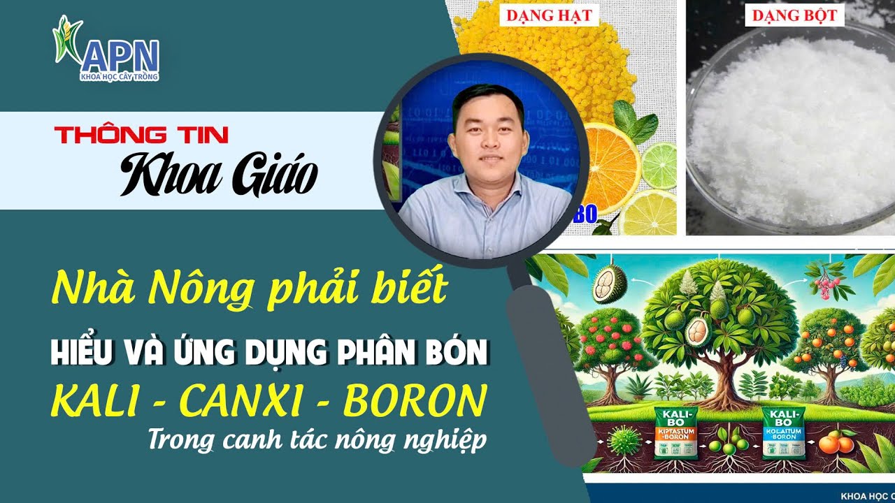 APN - NHÀ NÔNG PHẢI BIẾT SỬ DỤNG PHÂN BÓN KALI - CANXI - BORON | CÁCH CHỌN PHÂN & THỜI ĐIỂM BÓN