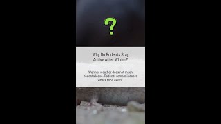 Why Do Rodents Stay Active After Winter?