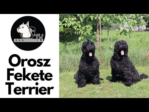 Videó: Fekete Orosz Terrier Kutyafajta Hipoallergén, Egészségi és élettartamú