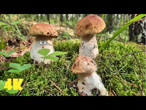 ГРУЗДИ КАК ИСКАТЬ НАШЛИ 6 ВИДОВ ГРИБОВ