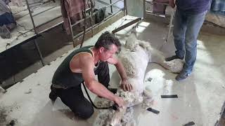 Saddle first alpaca shearing - James Dixon at Milpaca Dec 2020