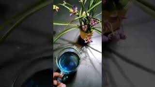 অপরাজিতা ফুলের চা! #morningtea #butterflypeatea #tastyrecipe
