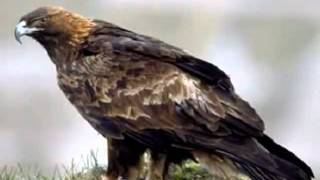 ¿Cuánto puede llegar a vivir un águila?