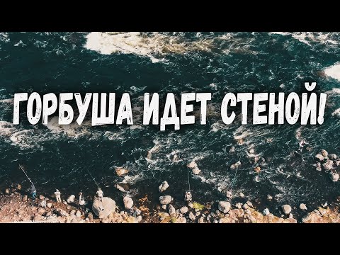 ГОРБУША ПРЕТ СТЕНОЙ. ТАКОГО ЕЩЕ НИКОГДА НЕ БЫЛО. РЫБАЛКА НА РЕКЕ УМБА. РЫБАЛКА НА КОЛЬСКОМ