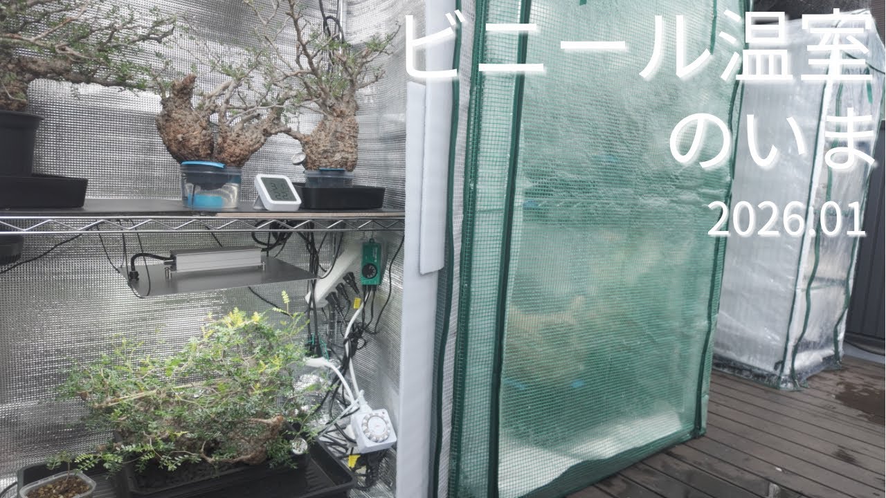 ベアルート パキプス発根記録 / ビニール温室のいま（2026年1月）