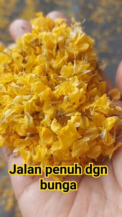 Bunga beetebaran di jln raya