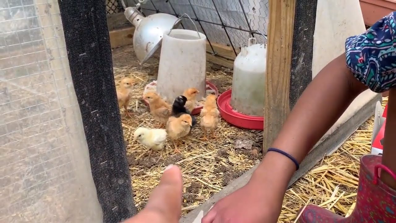 Road Trip to get Meat Chicks | Raising Heritage Breeds | Sbeck