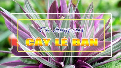 ĐIỆN BIÊN - Tác dụng của cây lẻ bạn | Vị thuốc quanh ta