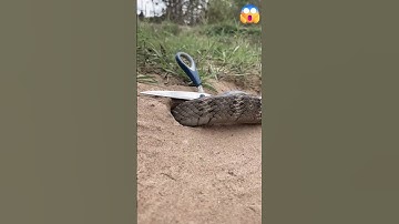 कैंची का उपयोग करके साधारण और आसान साँप का जाल II Easy snake trap with scissors II #shorts #viral