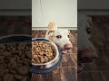 Mundo Animal | Curiosidades sobre el perro Labrador #Labrador #Perros