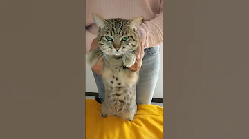 Cuepon Baila Pt 1 Gatos Michis Youtubeshorts Cat Funny 