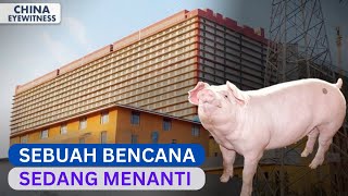 'Too risky': Experts speak out on world's largest pig farm