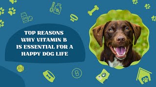 can you give dogs vitamin b