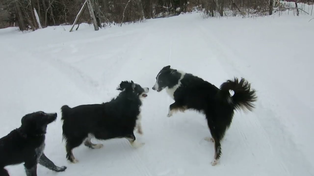Savu:  The New Puppy Goes Skiing and Helps Lucy Smoke the Cameraman