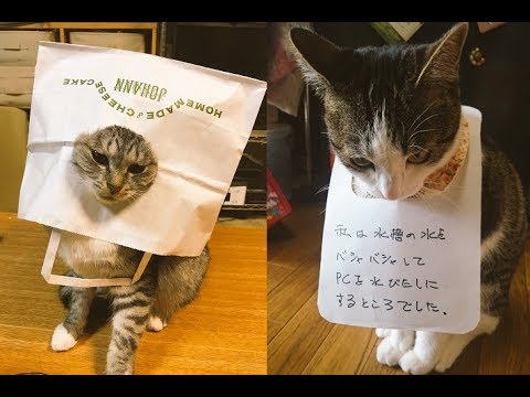 悪戯 イタズラ をした猫ちゃんへの罰がじわじわ面白いｗ Punishment For A Pranky Cat Is Interesting Youtube