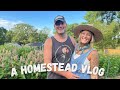 A Homestead Vlog | Day In The Life