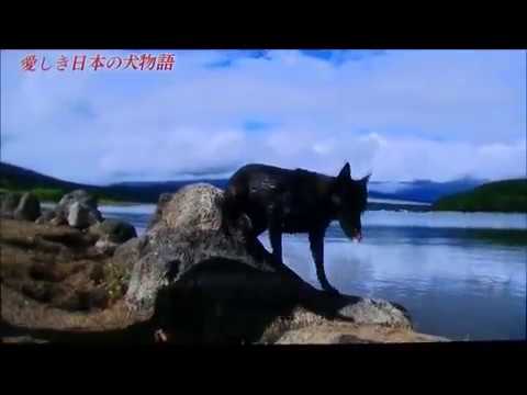愛しき日本犬物語 Youtube 愛しき日本犬物語 Youtube